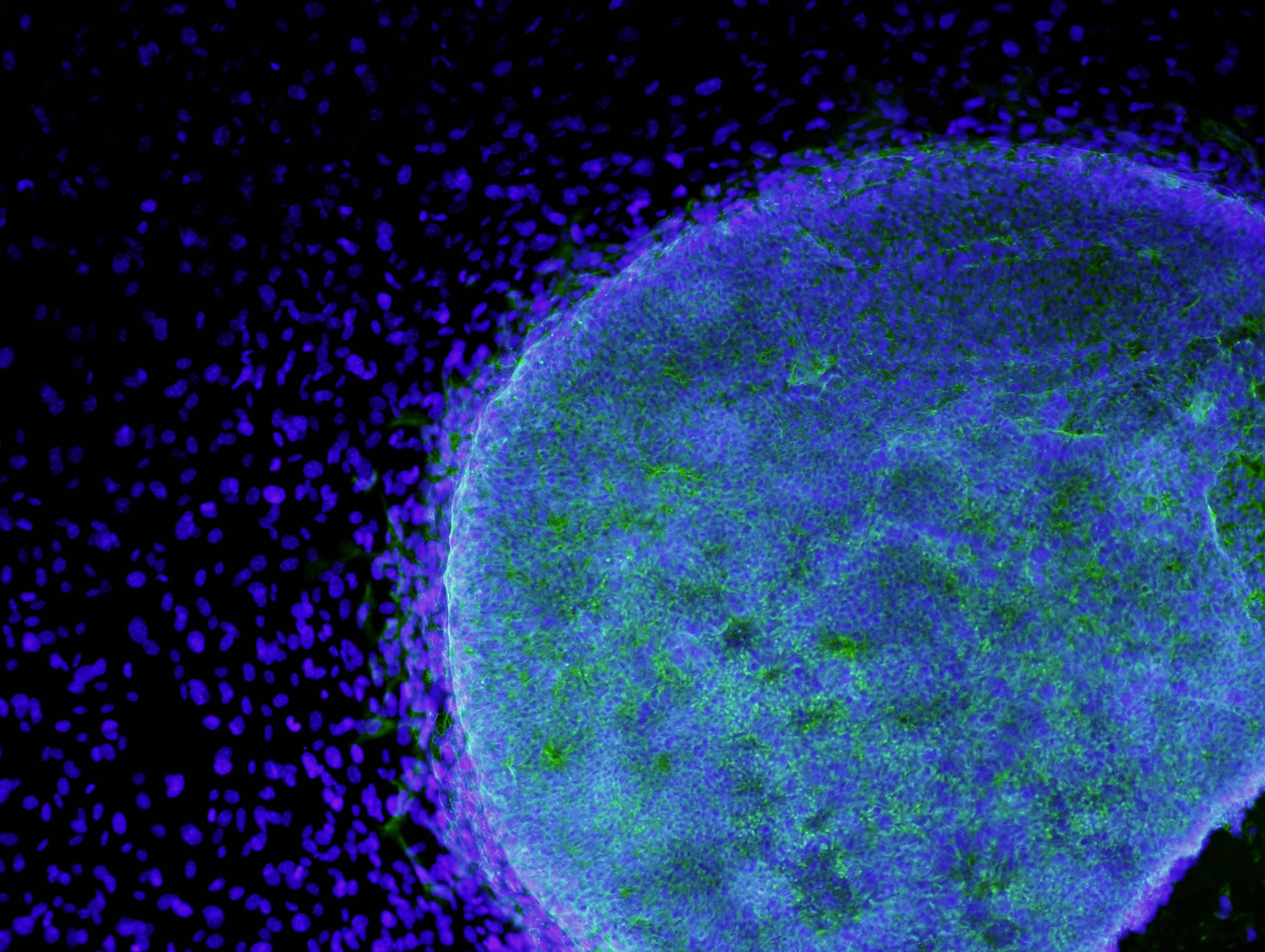 Le vrai big bang : la conception de l’homme