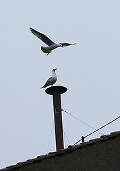 Une mouette s'est posée sur la cheminée pendant qu'une autre la survolait quelque trente minutes avant que la fumée blanche n'annonce au monde entier l'élection du nouveau pape (photo CNS/Paul Haring).