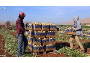 Des travailleurs palestiniens récoltant des oignons en Cisjordanie (photo: EPA)